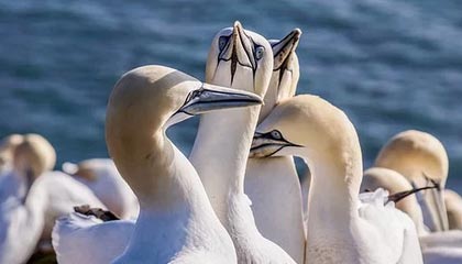 Pick，成功限制对手核心！