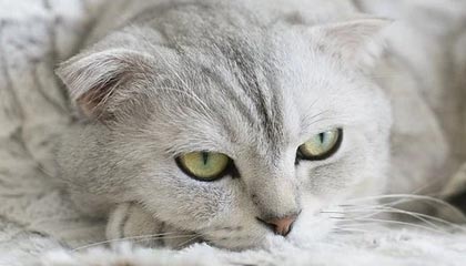 球队内务协调能力是否被高压比赛磨合得以夯实